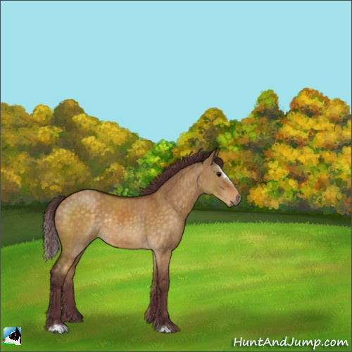Horse Color:Chocolate Buckskin Dun Sabino Rabicano 