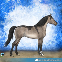 Horse Color:Brown Dun Rabicano 