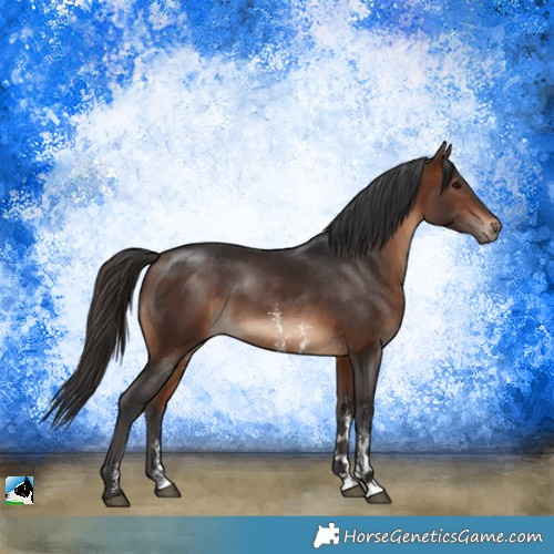 Horse Color:Bay Sabino Rabicano