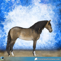Horse Color:Buckskin Dun Rabicano