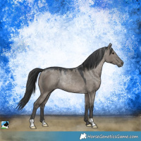 Horse Color:Grullo Rabicano 