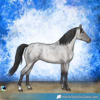 Horse Color:Grullo Roan Rabicano 