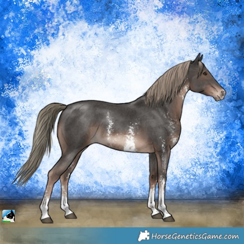 Horse Color:Liver Chestnut Mushroom Sabino
