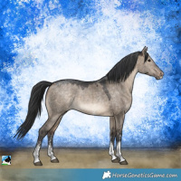 Horse Color:Brown Dun Sabino Rabicano