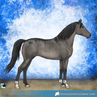 Horse Color:Grullo Mushroom Rabicano 