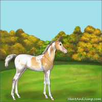 Horse Color:White Spotted Silver Buckskin Onyx Appaloosa Rabicano 