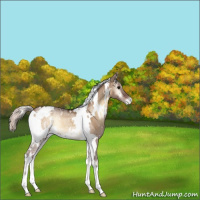 Horse Color:White Spotted Silver Bay Ice Onyx Varnish 