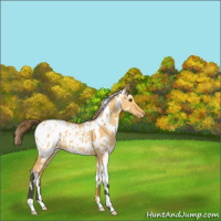 Horse Color:White Spotted Buckskin Dun Appaloosa 