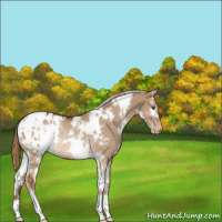 Horse Color:White Spotted Red Dun Appaloosa Rabicano 