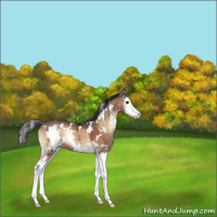 Horse Color:White Spotted Bay Ice Onyx Splash Appaloosa 