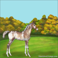 Horse Color:White Spotted Silver Brown Ice Roan Onyx Appaloosa