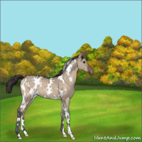 Horse Color:White Spotted Brown Ice Dun Appaloosa 