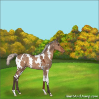 Horse Color:White Spotted Silver Brown Dun Appaloosa Rabicano 