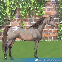 Horse Color:White Spotted Brown Dun Snowcap 