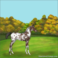 Horse Color:White Spotted Bay Appaloosa 