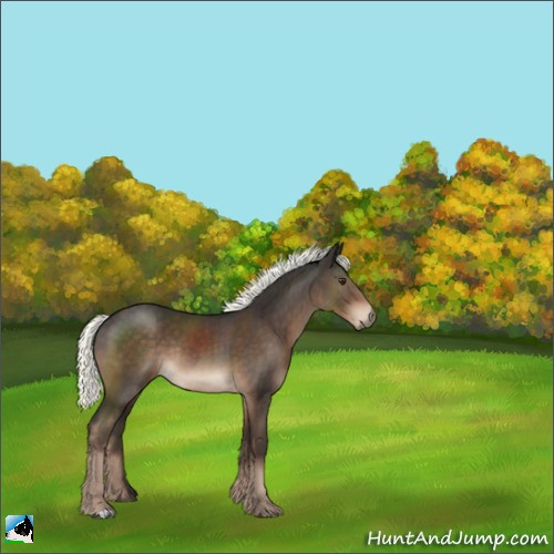 Horse Color:Liver Chestnut Mushroom Rabicano 