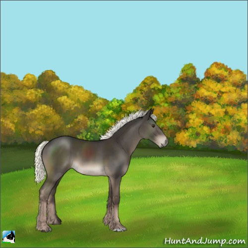 Horse Color:Liver Chestnut Mushroom 