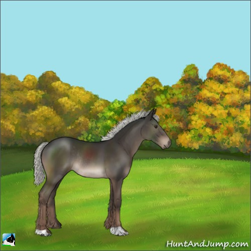 Horse Color:Liver Chestnut Mushroom Rabicano 