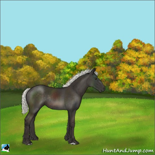 Horse Color:Liver Chestnut Mushroom Rabicano 