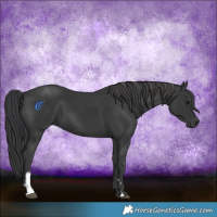 Horse Color:Black and Black