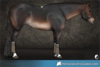 Horse Color:Brown Tobiano Rabicano 