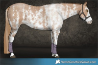 Horse Color:Black Pearl Sabino 