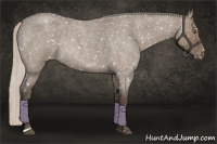Horse Color:Silver Grullo Roan Appaloosa Rabicano 