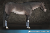 Horse Color:Platinum Brown Tobiano Rabicano 
