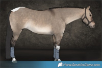 Horse Color:Brown Dun Tobiano Rabicano 