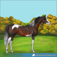 Horse Color:Brown Splash Tobiano 