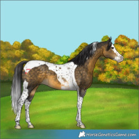 Horse Color:Buckskin Splash Tobiano 
