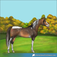 Horse Color:Buckskin Splash Tobiano Rabicano 