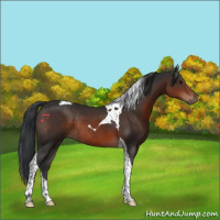 Horse Color:Brown Tobiano Rabicano 