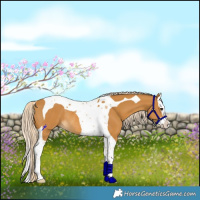 Horse Color:Palomino Splash Tobiano Rabicano