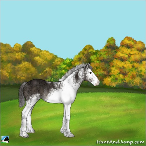 Horse Color:White Spotted Smoky Black Ice Splash Rabicano 