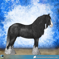 Horse Color:Black Ice Sabino Splash Rabicano 
