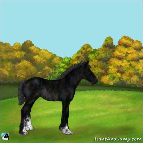 Horse Color:Midnight Black Ice Sabino Rabicano 