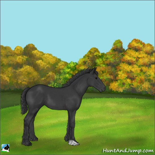 Horse Color:Black 