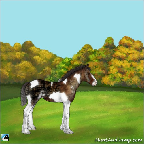 Horse Color:Buckskin Ice Onyx Sabino Tobiano 