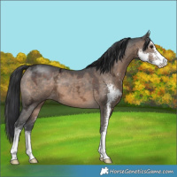 Horse Color:Brown Ice Dun Sabino 