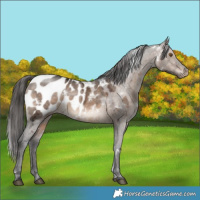 Horse Color:White Spotted Brown Ice Dun Appaloosa 