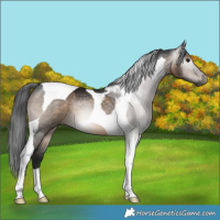 Horse Color:Gray Brown Dun Tobiano