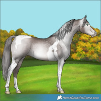 Horse Color:Gray Platinum Black Pearl Tobiano 