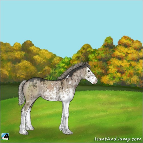 Horse Color:Liver Red Dun Mushroom Sabino Splash Rabicano Brindle 