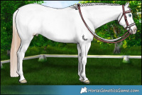 Horse Color:Smoky Black Pearl Appaloosa and Smoky Black Pearl Appaloosa Rabicano
