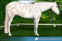 Horse Color:Smoky Black Pearl Appaloosa  and Smoky Black Pearl Appaloosa Rabicano 