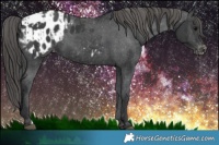 Horse Color:Black Appaloosa and Black Appaloosa