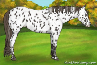 Horse Color:Smoky Black Appaloosa 