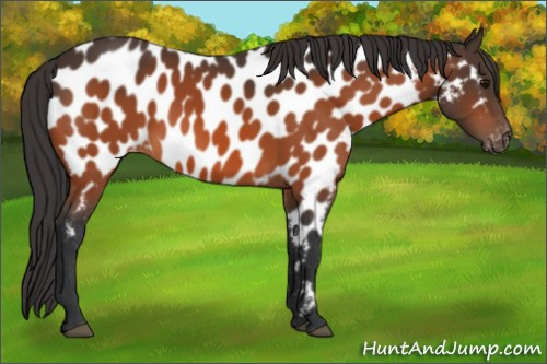 Horse Color:Bay Appaloosa 