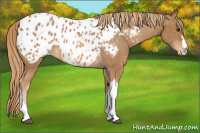 Horse Color:Chestnut Appaloosa 